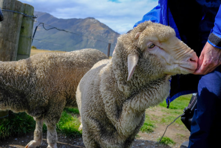 Why merino wool is a magical material – Commonplays