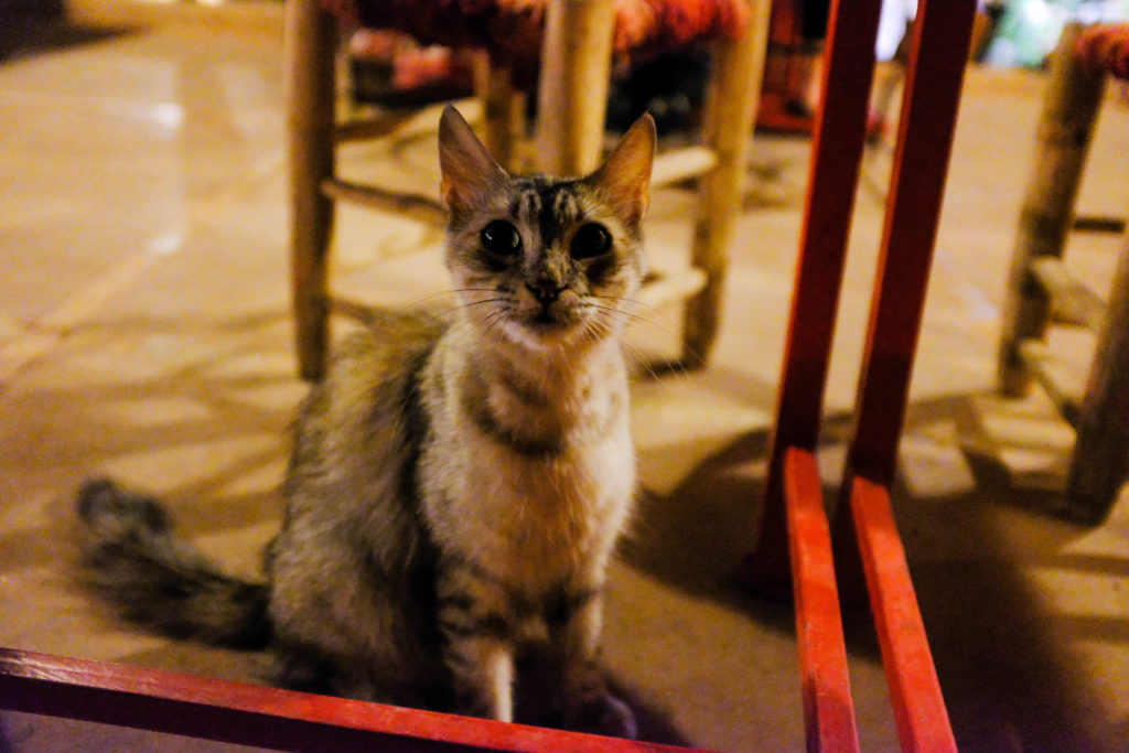cat in morocco